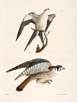 An illustration from Zoology of New York; or, The New York fauna [Series: Natural history of New York] (1842)