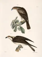 Picture 43 of 336 from Zoology of New York; or, The New York fauna [Series: Natural history of New York] (1842), leaf 43