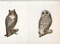 Picture 45 of 336 from Zoology of New York; or, The New York fauna [Series: Natural history of New York] (1842), leaf 45