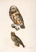Picture 46 of 336 from Zoology of New York; or, The New York fauna [Series: Natural history of New York] (1842), leaf 46