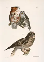 An illustration from Zoology of New York; or, The New York fauna [Series: Natural history of New York] (1842)