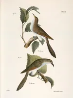 An illustration from Zoology of New York; or, The New York fauna [Series: Natural history of New York] (1842)