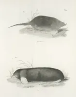 An illustration from Zoology of New York; or, The New York fauna [Series: Natural history of New York] (1842)
