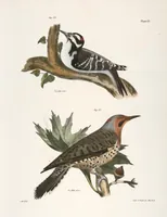 An illustration from Zoology of New York; or, The New York fauna [Series: Natural history of New York] (1842)