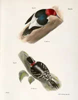 An illustration from Zoology of New York; or, The New York fauna [Series: Natural history of New York] (1842)
