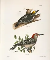 An illustration from Zoology of New York; or, The New York fauna [Series: Natural history of New York] (1842)