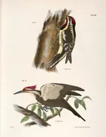 An illustration from Zoology of New York; or, The New York fauna [Series: Natural history of New York] (1842)