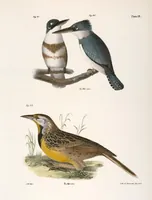 An illustration from Zoology of New York; or, The New York fauna [Series: Natural history of New York] (1842)