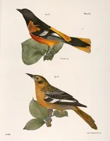 An illustration from Zoology of New York; or, The New York fauna [Series: Natural history of New York] (1842)