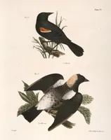 An illustration from Zoology of New York; or, The New York fauna [Series: Natural history of New York] (1842)