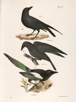 An illustration from Zoology of New York; or, The New York fauna [Series: Natural history of New York] (1842)