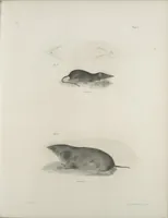 An illustration from Zoology of New York; or, The New York fauna [Series: Natural history of New York] (1842)