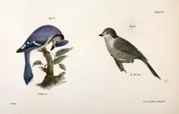 An illustration from Zoology of New York; or, The New York fauna [Series: Natural history of New York] (1842)