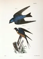 An illustration from Zoology of New York; or, The New York fauna [Series: Natural history of New York] (1842)