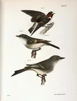 Picture 65 of 336 from Zoology of New York; or, The New York fauna [Series: Natural history of New York] (1842), leaf 65