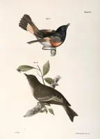 An illustration from Zoology of New York; or, The New York fauna [Series: Natural history of New York] (1842)