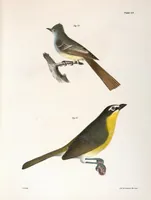 Picture 67 of 336 from Zoology of New York; or, The New York fauna [Series: Natural history of New York] (1842), leaf 67