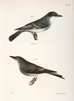 An illustration from Zoology of New York; or, The New York fauna [Series: Natural history of New York] (1842)