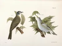 Picture 69 of 336 from Zoology of New York; or, The New York fauna [Series: Natural history of New York] (1842), leaf 69