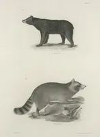 An illustration from Zoology of New York; or, The New York fauna [Series: Natural history of New York] (1842)