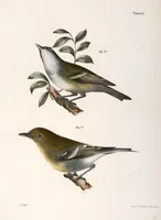 An illustration from Zoology of New York; or, The New York fauna [Series: Natural history of New York] (1842)