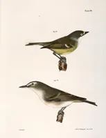 An illustration from Zoology of New York; or, The New York fauna [Series: Natural history of New York] (1842)