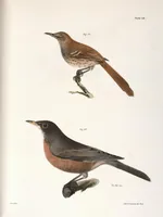 Picture 73 of 336 from Zoology of New York; or, The New York fauna [Series: Natural history of New York] (1842), leaf 73