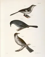 An illustration from Zoology of New York; or, The New York fauna [Series: Natural history of New York] (1842)