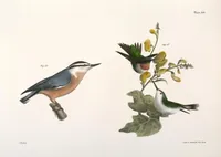 An illustration from Zoology of New York; or, The New York fauna [Series: Natural history of New York] (1842)