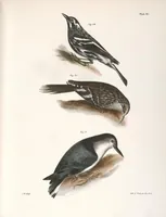 An illustration from Zoology of New York; or, The New York fauna [Series: Natural history of New York] (1842)
