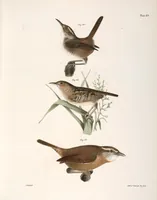 An illustration from Zoology of New York; or, The New York fauna [Series: Natural history of New York] (1842)