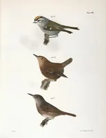 Picture 78 of 336 from Zoology of New York; or, The New York fauna [Series: Natural history of New York] (1842), leaf 78