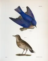 Picture 79 of 336 from Zoology of New York; or, The New York fauna [Series: Natural history of New York] (1842), leaf 79