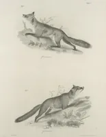 An illustration from Zoology of New York; or, The New York fauna [Series: Natural history of New York] (1842)