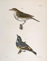 Picture 81 of 336 from Zoology of New York; or, The New York fauna [Series: Natural history of New York] (1842), leaf 81