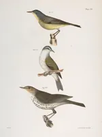 An illustration from Zoology of New York; or, The New York fauna [Series: Natural history of New York] (1842)