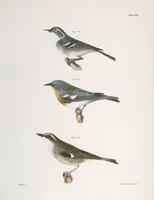 Picture 83 of 336 from Zoology of New York; or, The New York fauna [Series: Natural history of New York] (1842), leaf 83