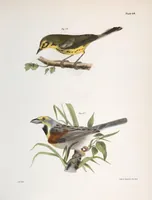 Picture 84 of 336 from Zoology of New York; or, The New York fauna [Series: Natural history of New York] (1842), leaf 84