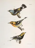 Picture 85 of 336 from Zoology of New York; or, The New York fauna [Series: Natural history of New York] (1842), leaf 85