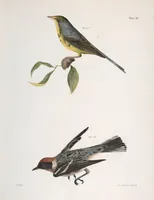 An illustration from Zoology of New York; or, The New York fauna [Series: Natural history of New York] (1842)