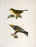 An illustration from Zoology of New York; or, The New York fauna [Series: Natural history of New York] (1842)