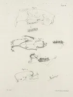 An illustration from Zoology of New York; or, The New York fauna [Series: Natural history of New York] (1842)