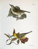 Picture 90 of 336 from Zoology of New York; or, The New York fauna [Series: Natural history of New York] (1842), leaf 90