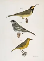 Picture 92 of 336 from Zoology of New York; or, The New York fauna [Series: Natural history of New York] (1842), leaf 92