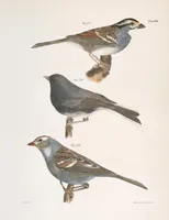 Picture 95 of 336 from Zoology of New York; or, The New York fauna [Series: Natural history of New York] (1842), leaf 95