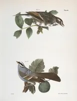 Picture 96 of 336 from Zoology of New York; or, The New York fauna [Series: Natural history of New York] (1842), leaf 96