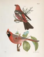 Picture 97 of 336 from Zoology of New York; or, The New York fauna [Series: Natural history of New York] (1842), leaf 97