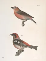 An illustration from Zoology of New York; or, The New York fauna [Series: Natural history of New York] (1842)