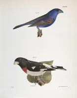 An illustration from Zoology of New York; or, The New York fauna [Series: Natural history of New York] (1842)