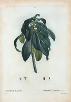 An illustration from Nouveau Duhamel (1801)